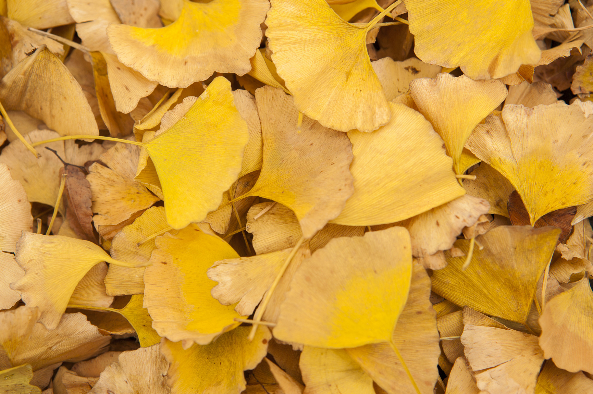 银杏叶片的功效与作用,你知道是哪些吗?