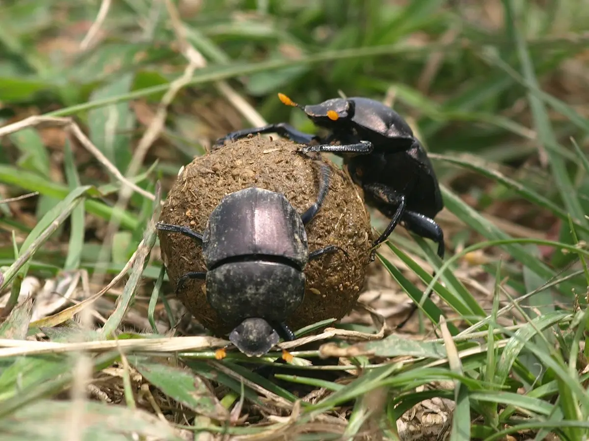 要干什么澳大利亚明明有400多种屎壳郎为何还要巨额进口