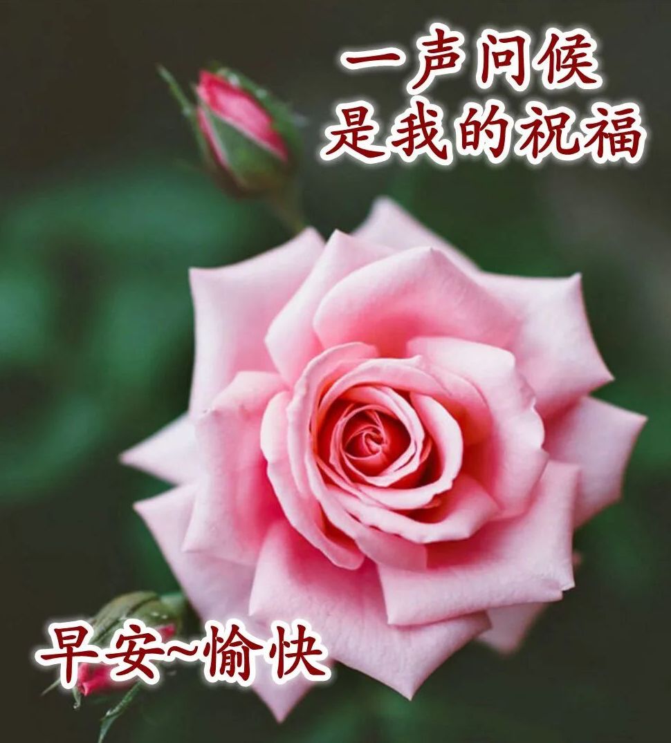 朋友圈最美的早安问候文字图片,祝你每天生活充实快乐