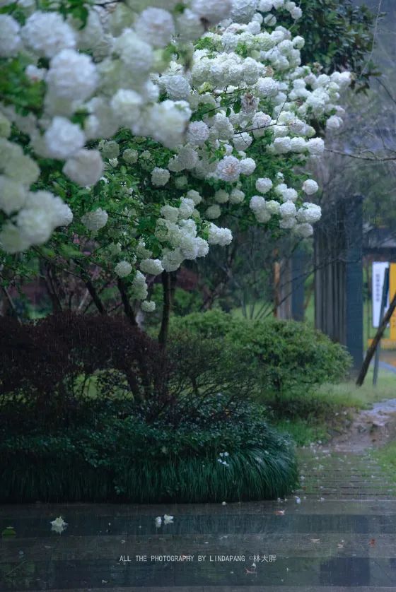 一城「烟雨」半城花