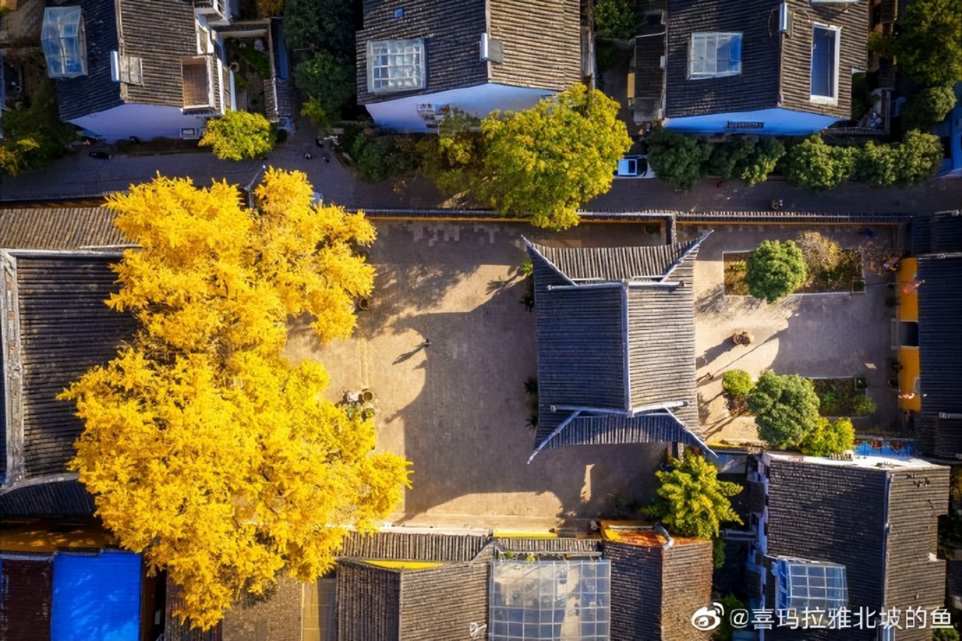 市井长巷,聚拢来是烟火,苏州定慧寺巷的银杏,总能惊艳岁月