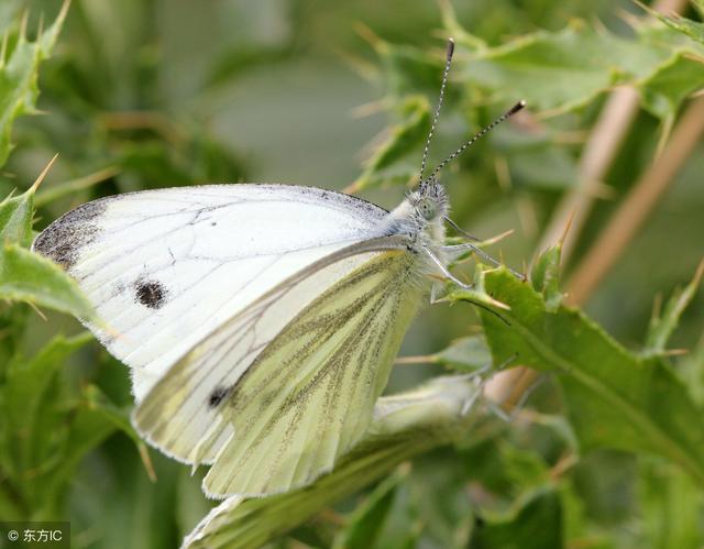 这蝴蝶小时候常见,是最普遍,危害最严重,经常成灾的害虫
