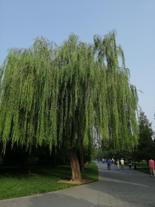 民间故事:救下一棵柳树,算命先生送他一句话避免了一次家庭危机