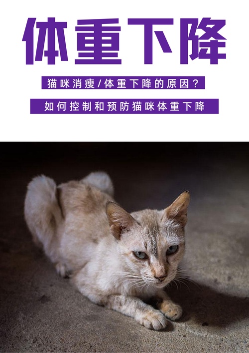 猫为什么瘦的那么快百科在线 猫为什么瘦的那么快百科在线
