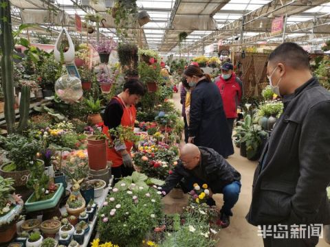 青岛枯桃花卉市场:百花斗艳迎客来