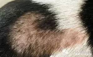 14种宠物常见皮肤病图文大全！（最全版）-16种宠物常见皮肤病图文大全