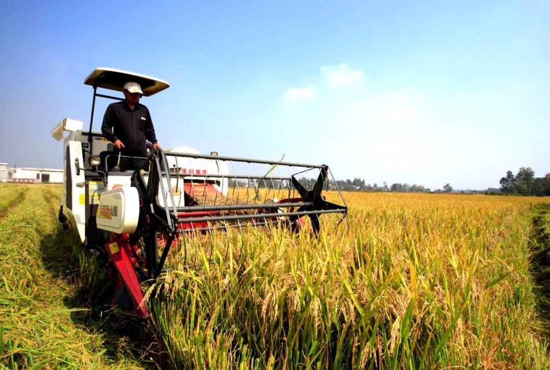 湖北崇阳农业十年构筑基本盘一朝绘就新篇章