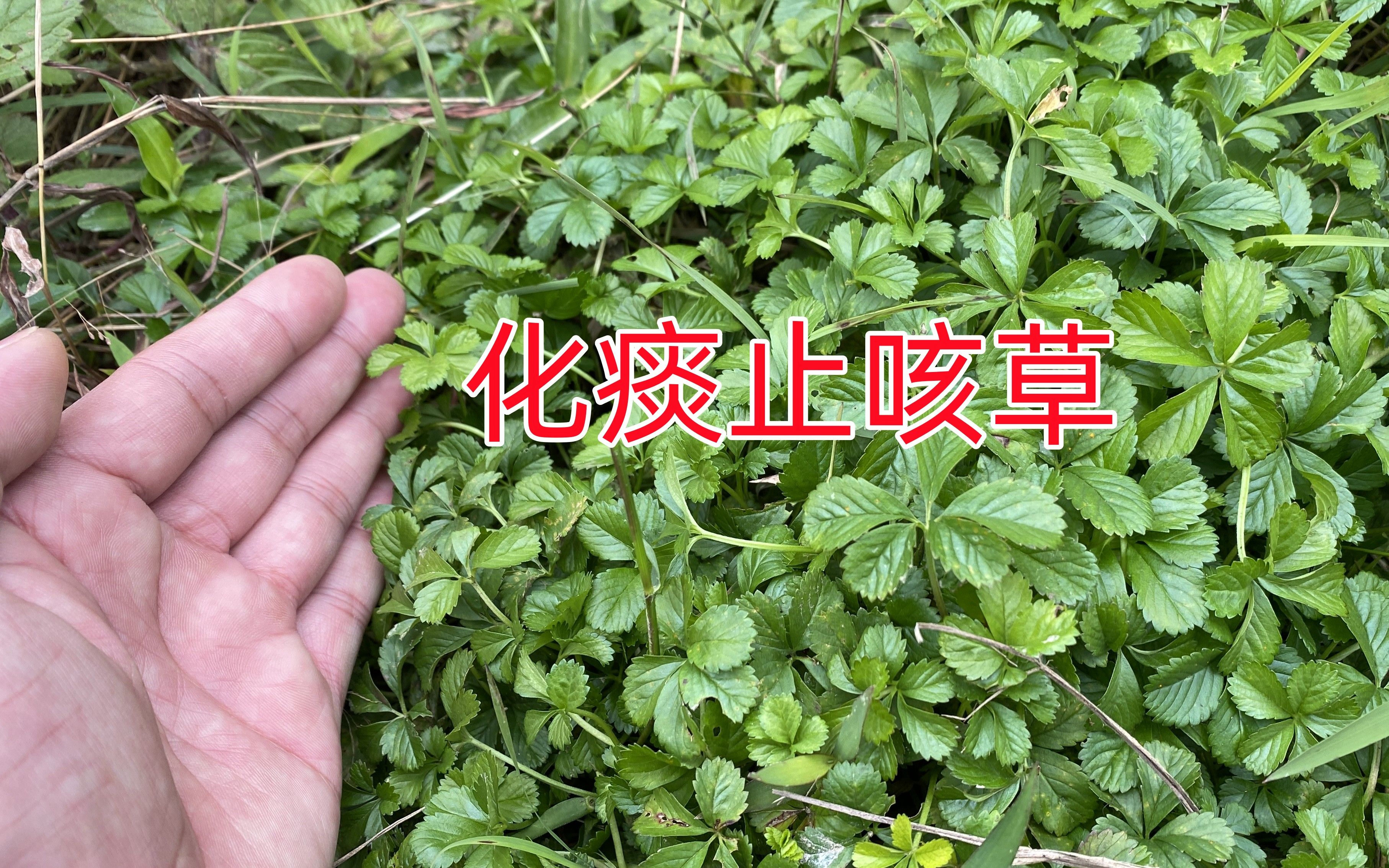 农村常见止咳化痰草药图片