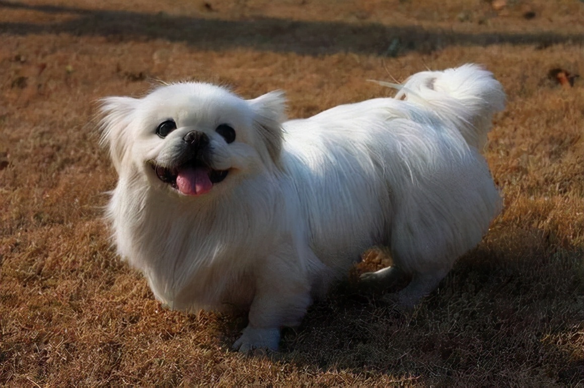 京巴犬的"优缺点"都在这里!养不养你说了算!