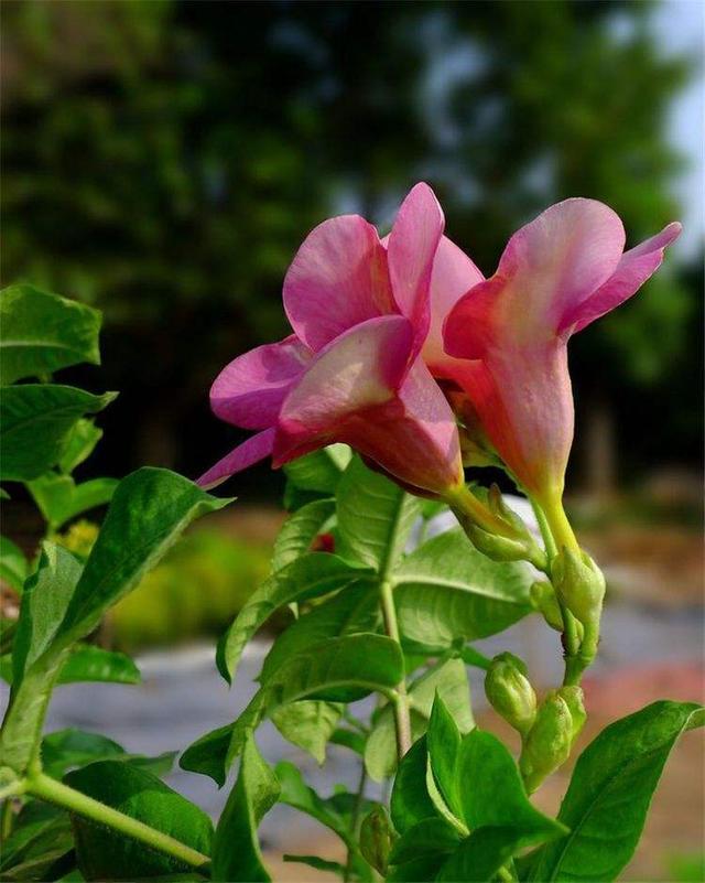 红蝉花造型娇美比月季好看,花期比茉莉长,养护简单不挑环境