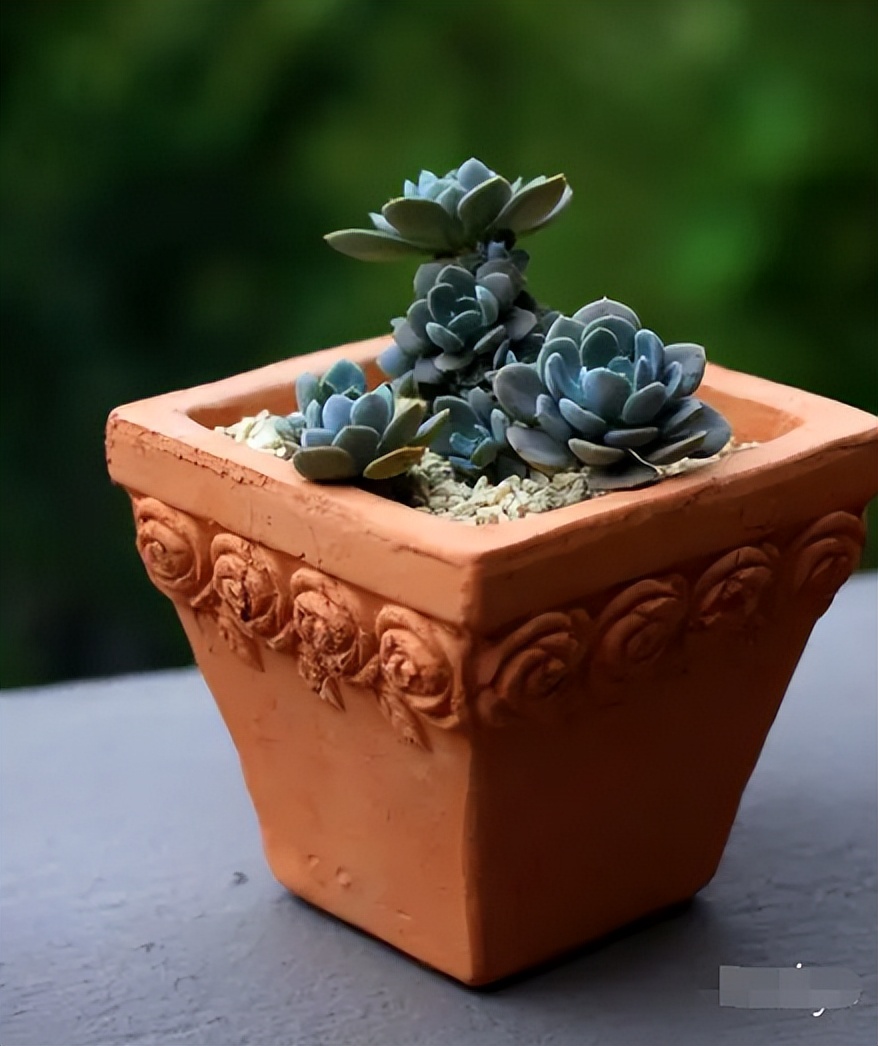 陶土花盆植物推荐,适合种什么植物?