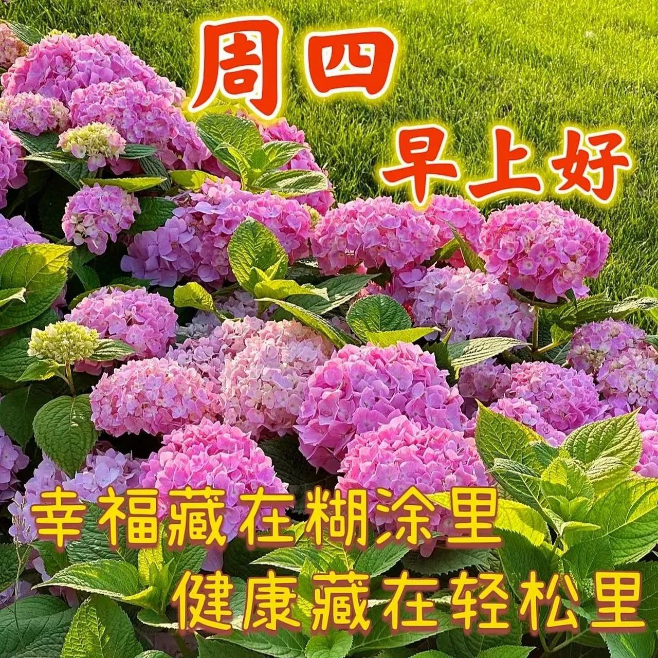 周四早上好,精选早安暖心祝福图片带字带祝福语,温馨早安问候语群发