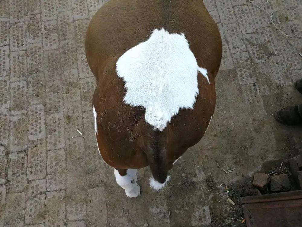 犊牛瘤胃鼓气原因及预防方法