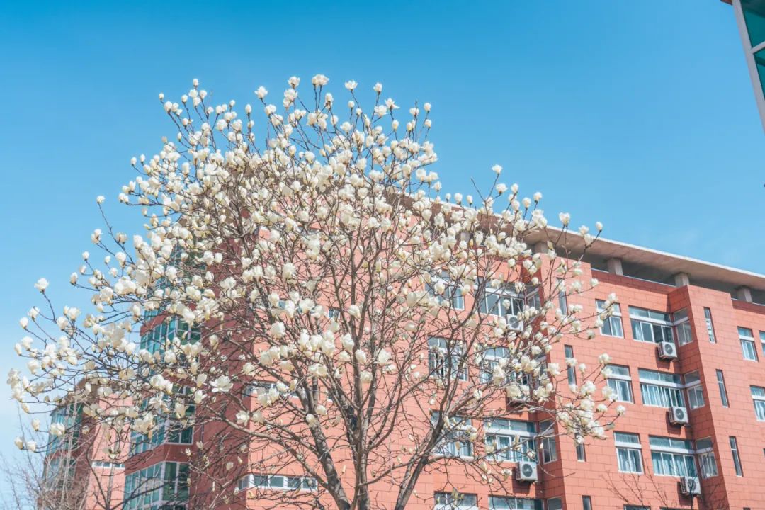 海阳一中这里春光如海!