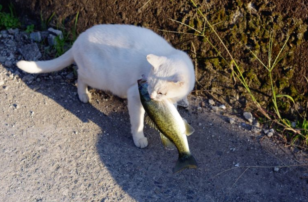 擁有5萬隻貓咪的島嶼:吃光了島上老鼠,還能下海捕魚