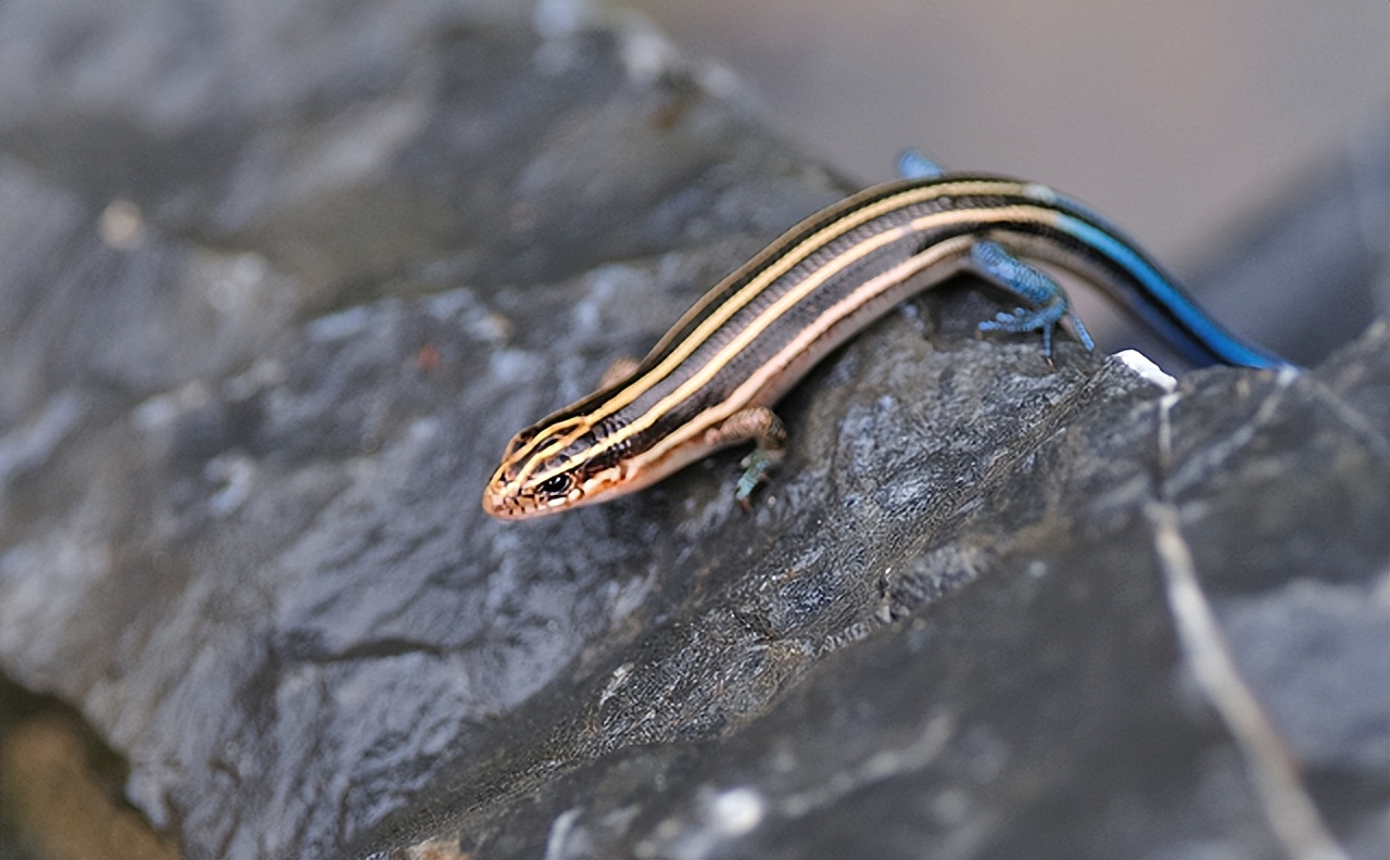 以前常见的猪婆蛇对人有害吗?为何如今很少见了?