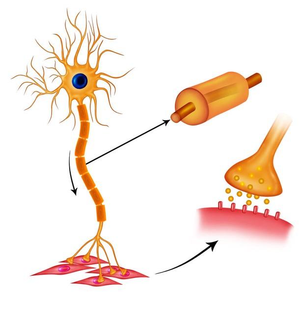 运动神经元病下肢无力走路困难可以做什么锻炼呢?