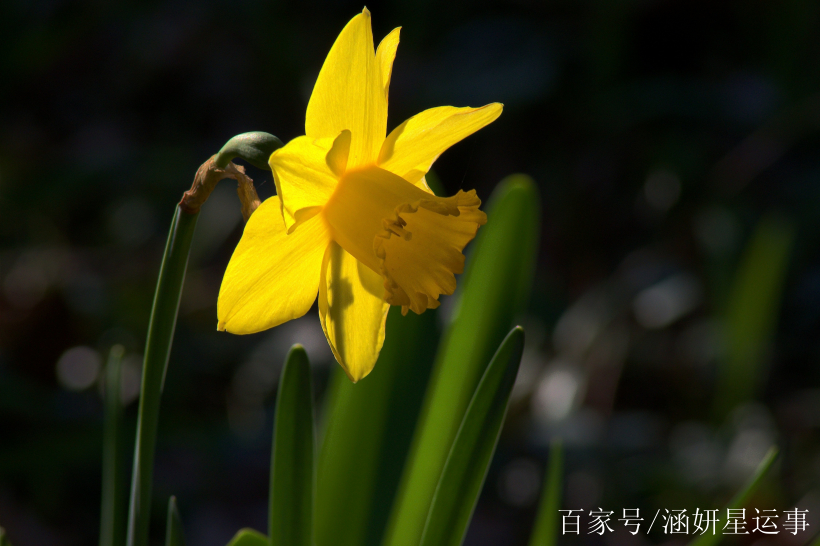 1月份,姻緣上上籤,撞上桃花運的4大生肖,出門喜遇真愛,喜脫單