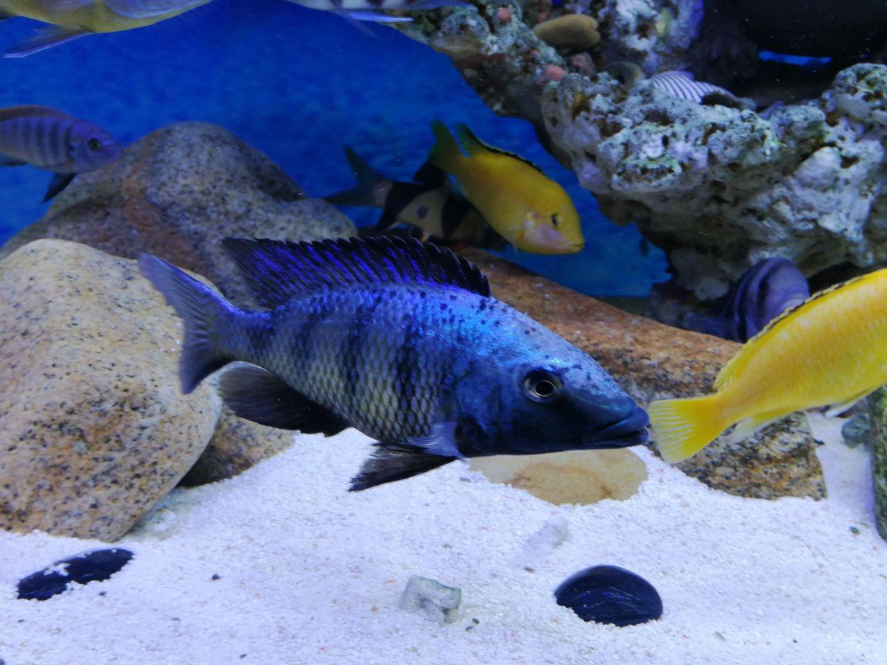 40的缸养几条三湖慈鲷?