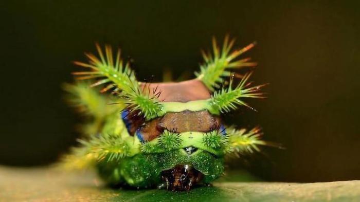 是你给了我夏天的回忆——"洋辣子"