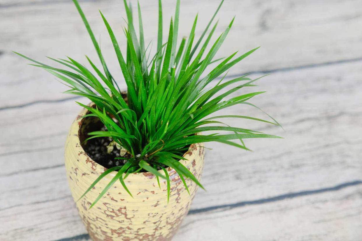 菖蒲又名文人草,养成盆景观赏性高,养成自然景观