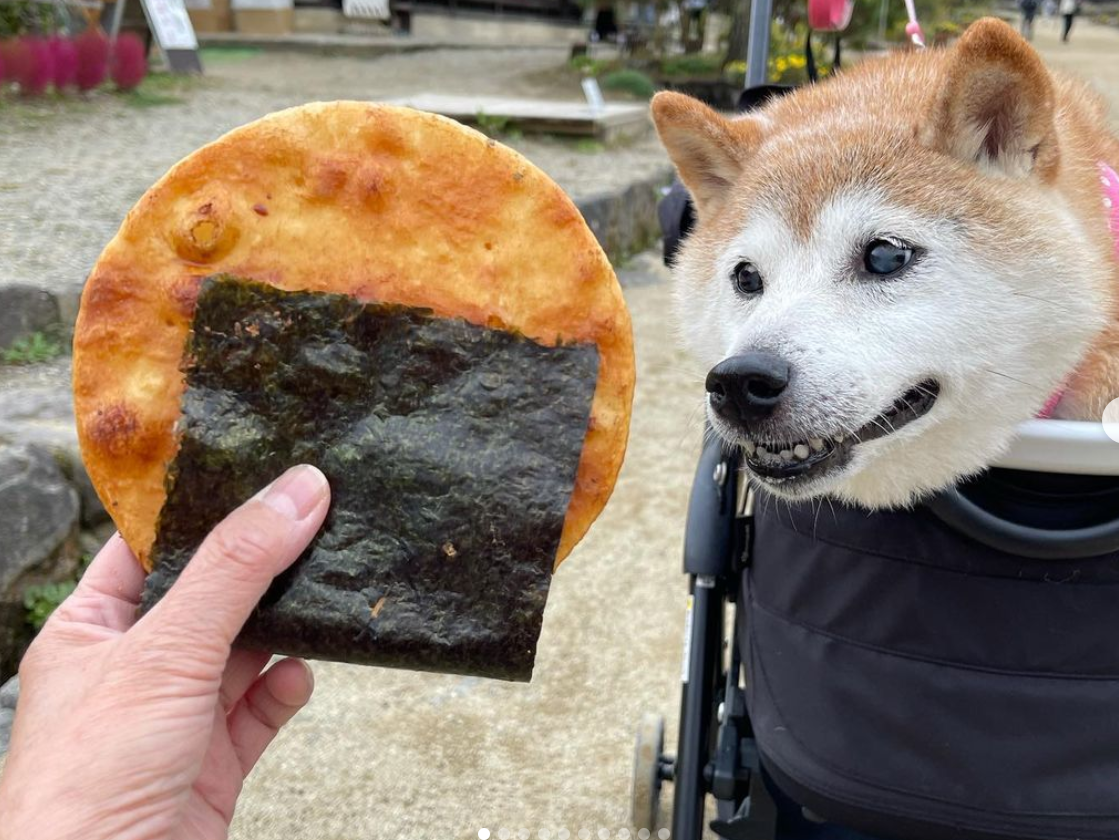 柴犬梗图始祖doge迎来16岁生日!虽有白发,但仍然行动自如