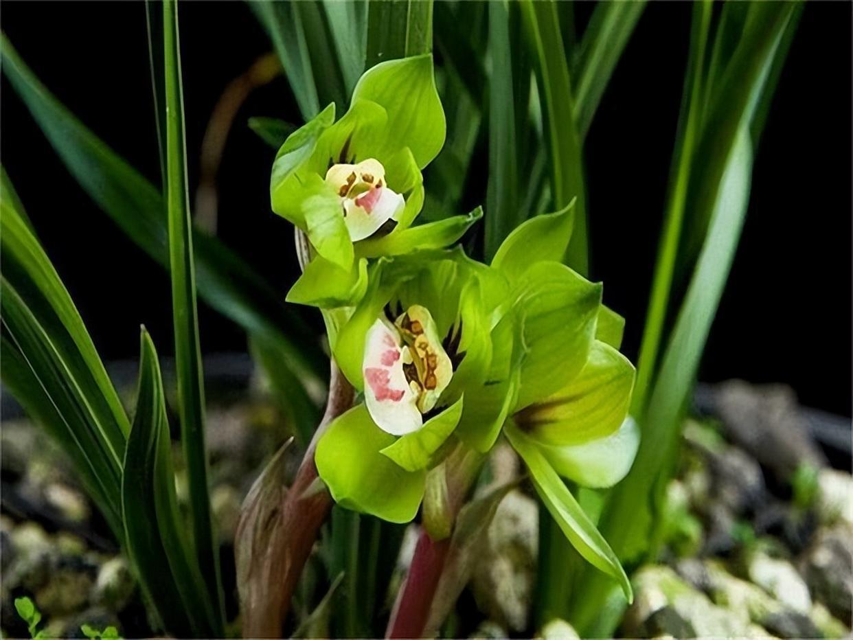 春兰皇后绿云,性价比非常高的一个春兰极品,值得拥有