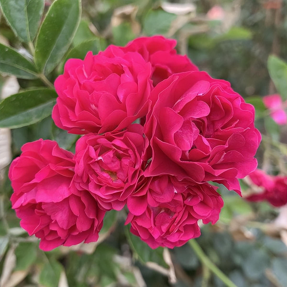 抗寒耐热的甜蜜红木香,花色艳丽,香味浓郁,花期较长,值得入手