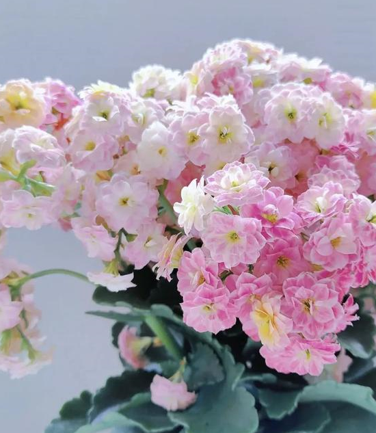 5种花扦插正当时,更热更生根,水,土都可以,爆花快!