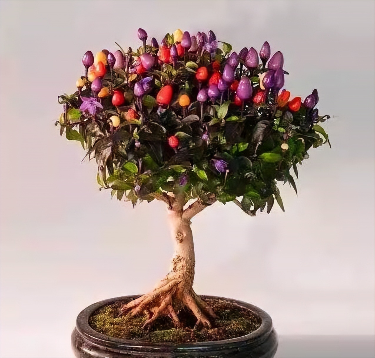 五彩辣椒长成 "树",色彩斑斓真好看,一棵能结上百个,随便吃