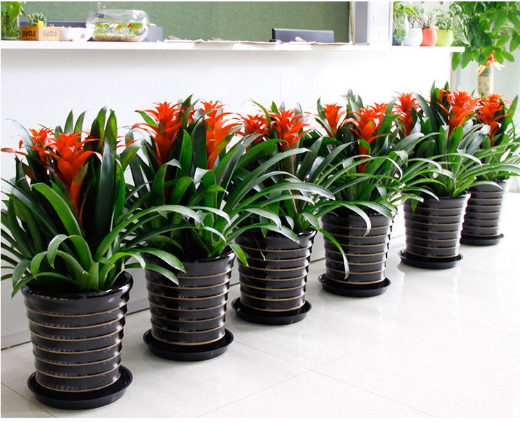 7种"大叶花",没光照也开爆盆,养在客厅里,高贵又旺家