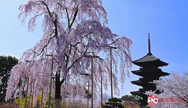 10个你不知道的「日本京都冷知识」!金阁银阁,还有「铜阁」?