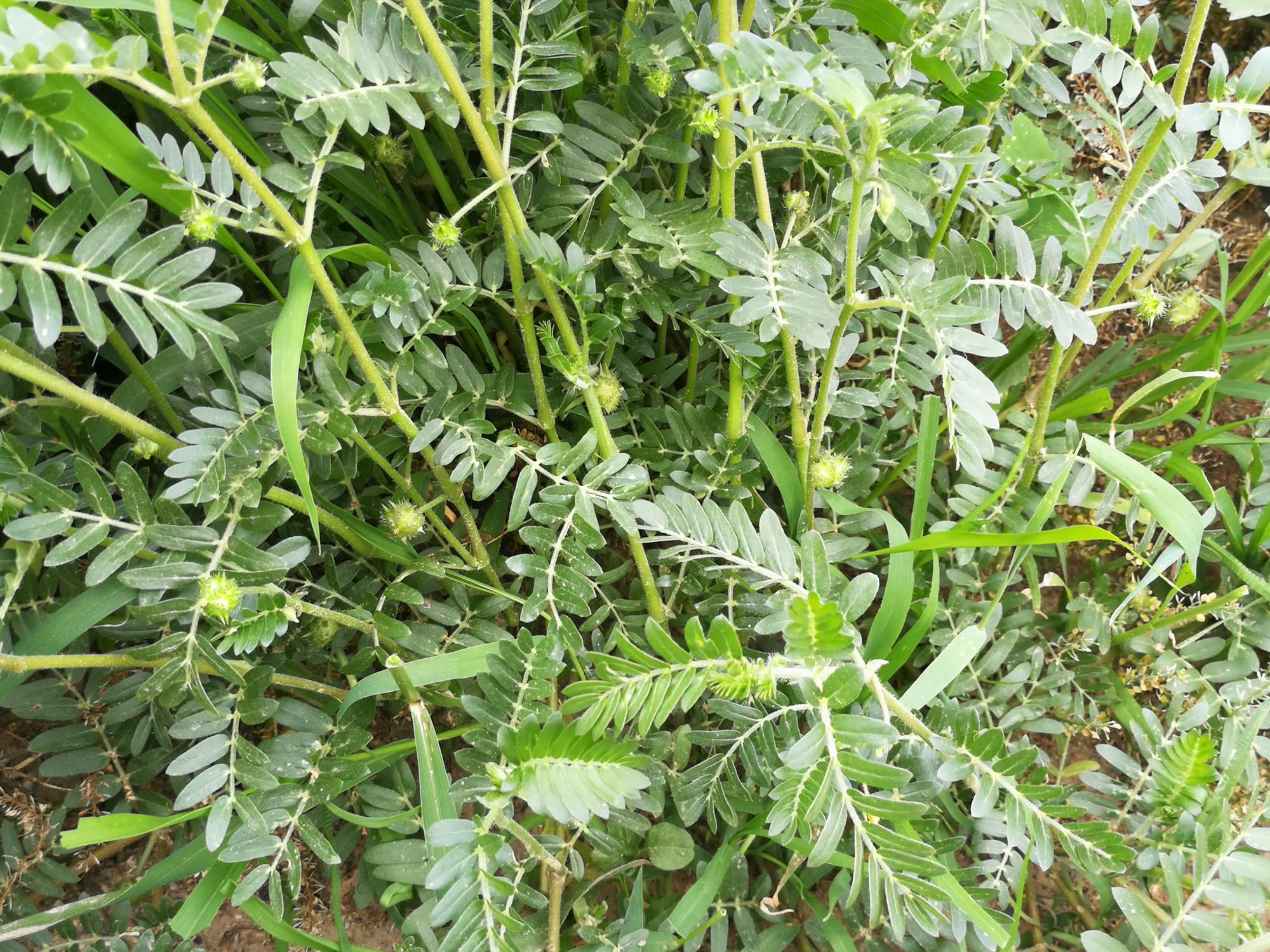 龙蒺藜 贝贝草图片