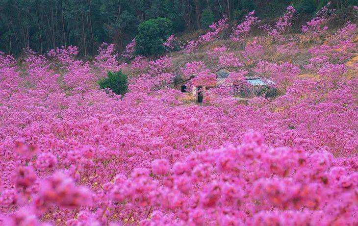 江门紫风铃花比去年提前了约20天,12月15日开园