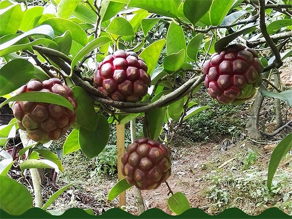 好吃又营养的黑老虎水果,皮实好养,值得种植!