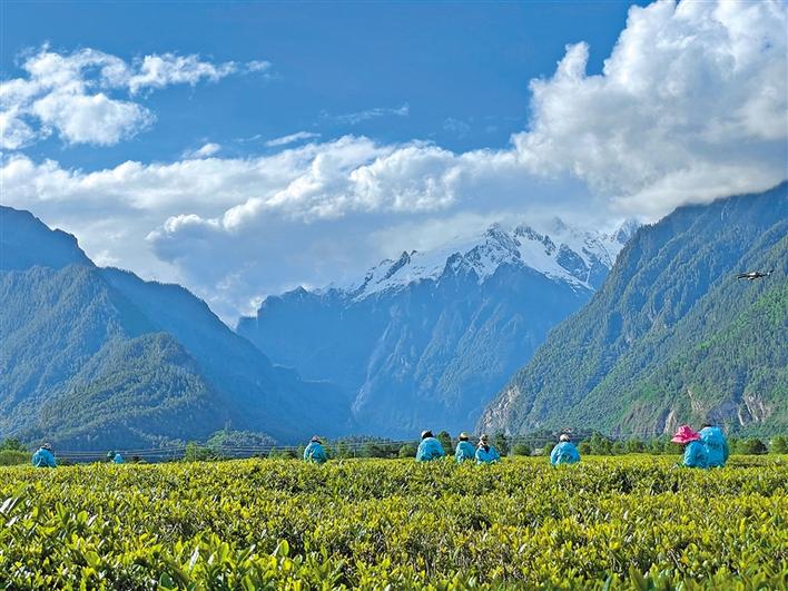 易贡茶场依靠产业振兴助力乡村振兴:小茶叶创造大收益