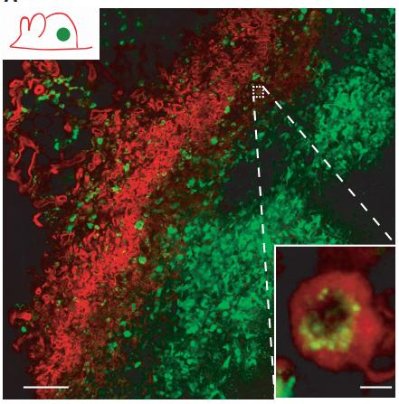 《细胞》子刊:抗原提呈靠快递