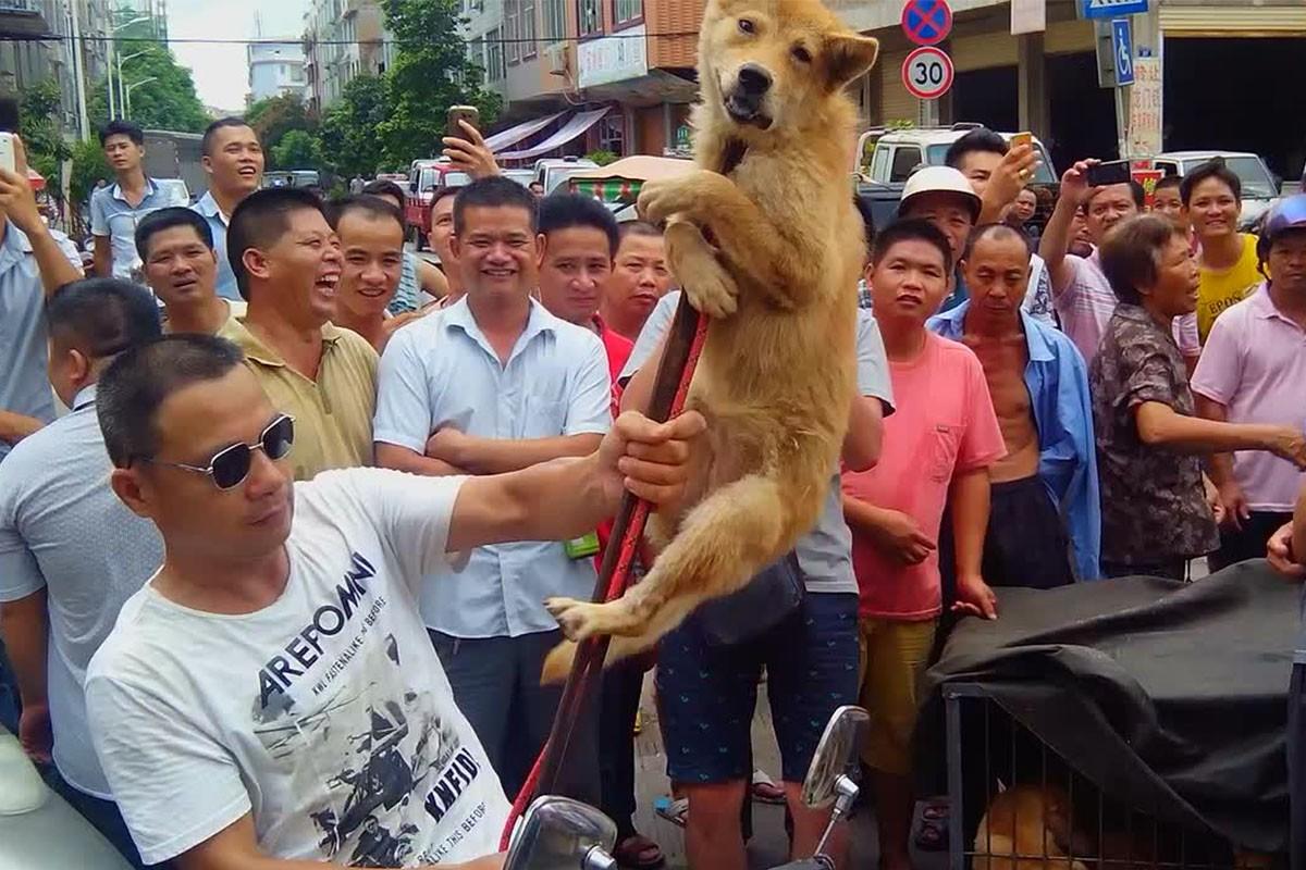 从玉林狗肉节看爱狗人士的极端心理