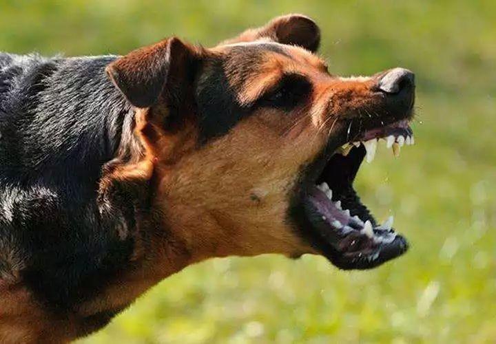 回顾:烈性犬不牵绳撕咬男童,主人嚣张3万买你命,听到判罚崩溃