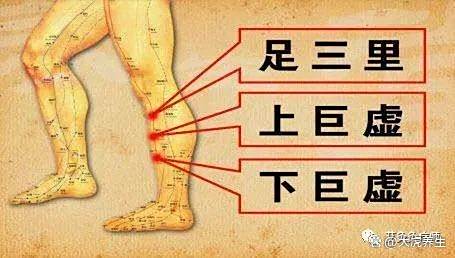 疗消化系统、心血管系统、泌尿生殖系统——太冲穴-消化系统,循环系统,和泌尿系统之间的联系