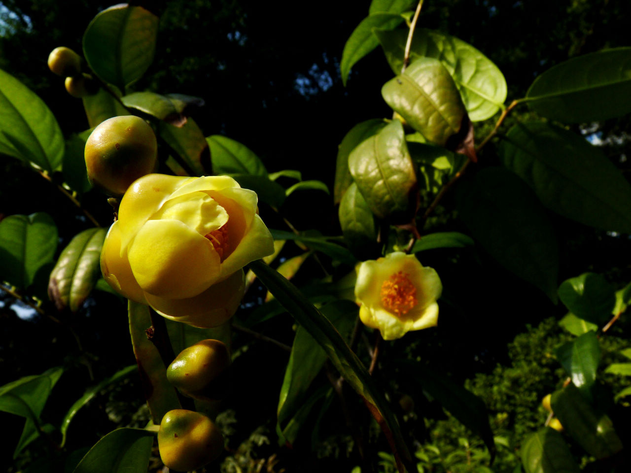 "植物界大熊猫",营养价值高,市面供不应求,家里养几棵很划算