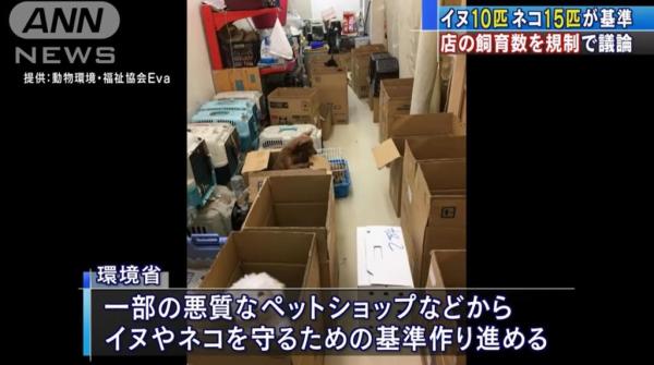 日本擬對寵物店的寵物數量設定上限 打擊不良商家