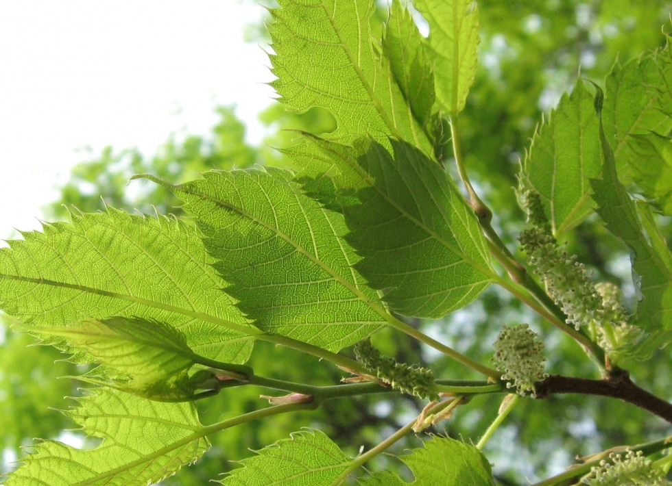桑葚春季进行摘心,抑制新梢,能增产增量