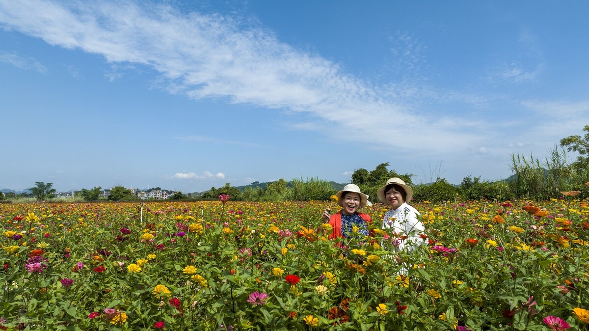 富川花海图片