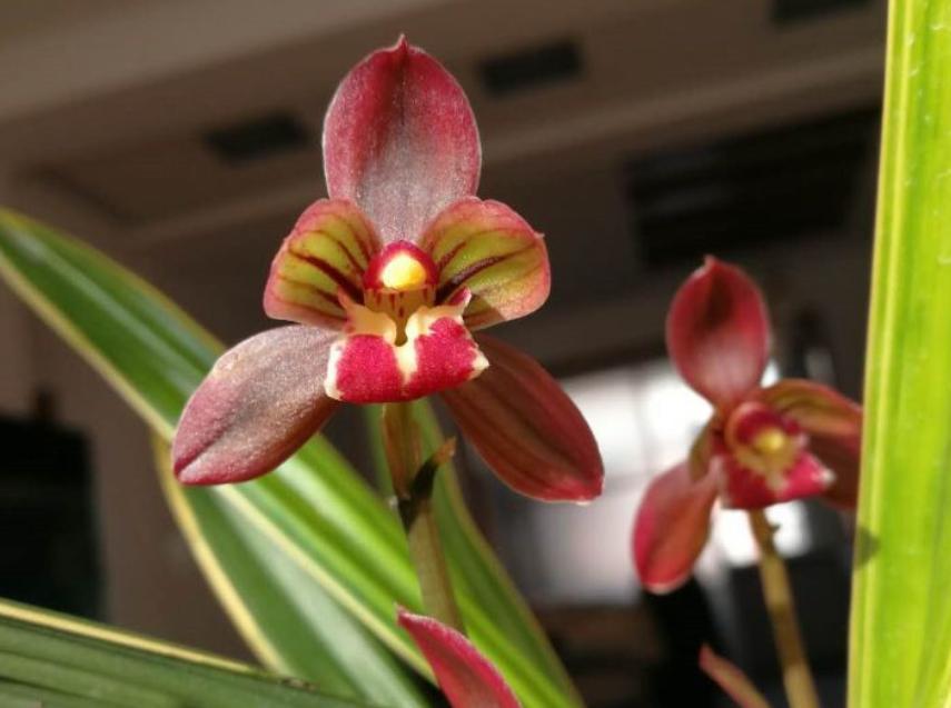 东方红神荷,一款品相独特的兰花,盆栽花大色艳,拍照十分美