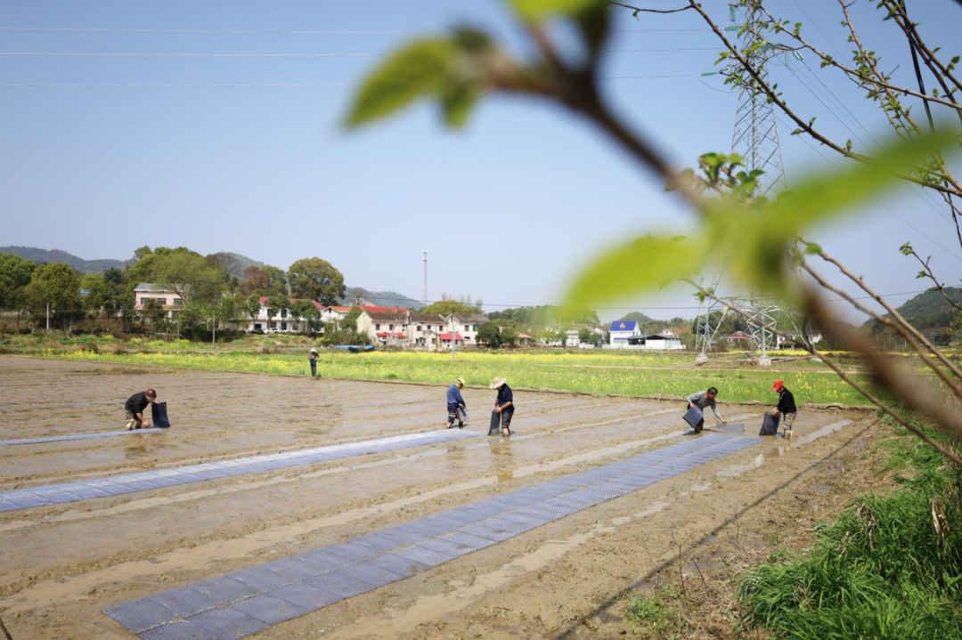 湖南长沙县春耕春播忙不负好春光