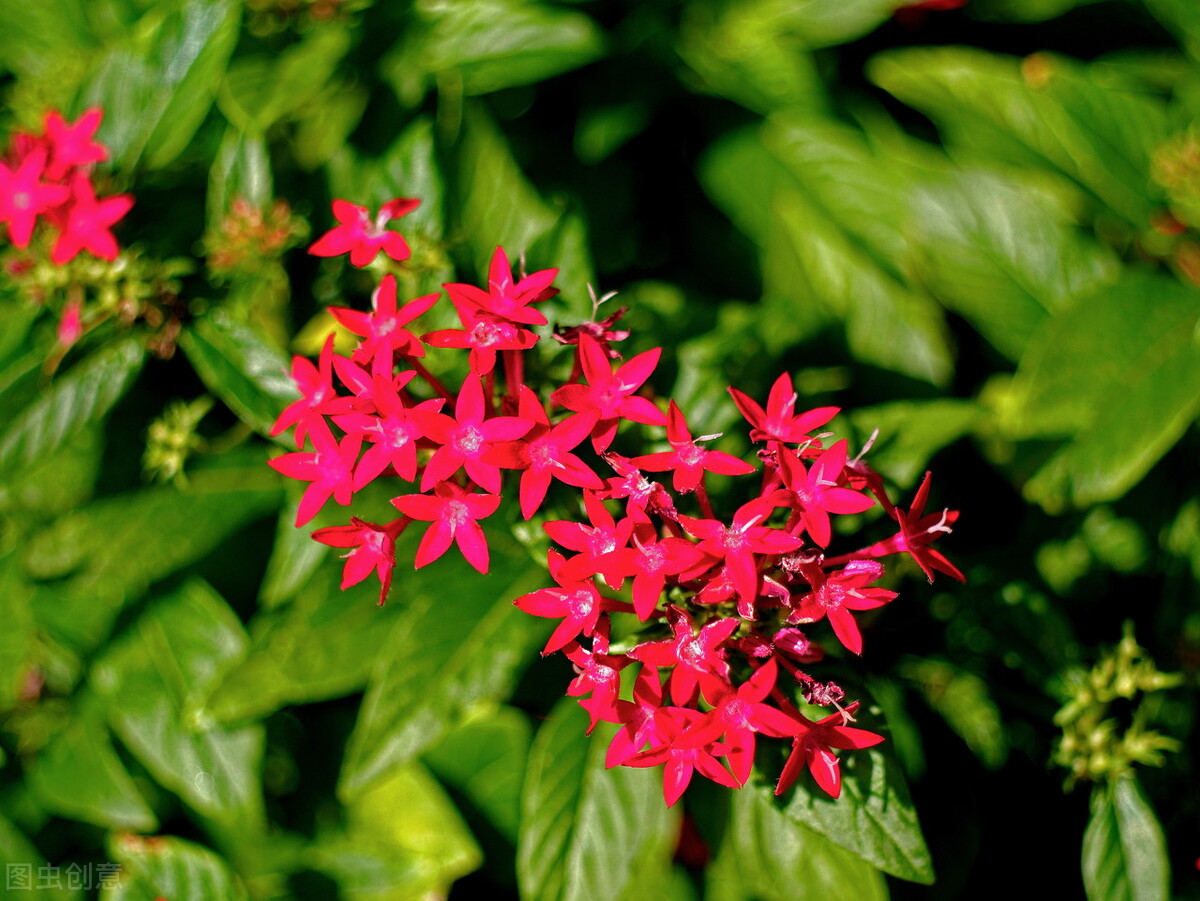 虽然不热门,但是很容易爆花的它——五星花
