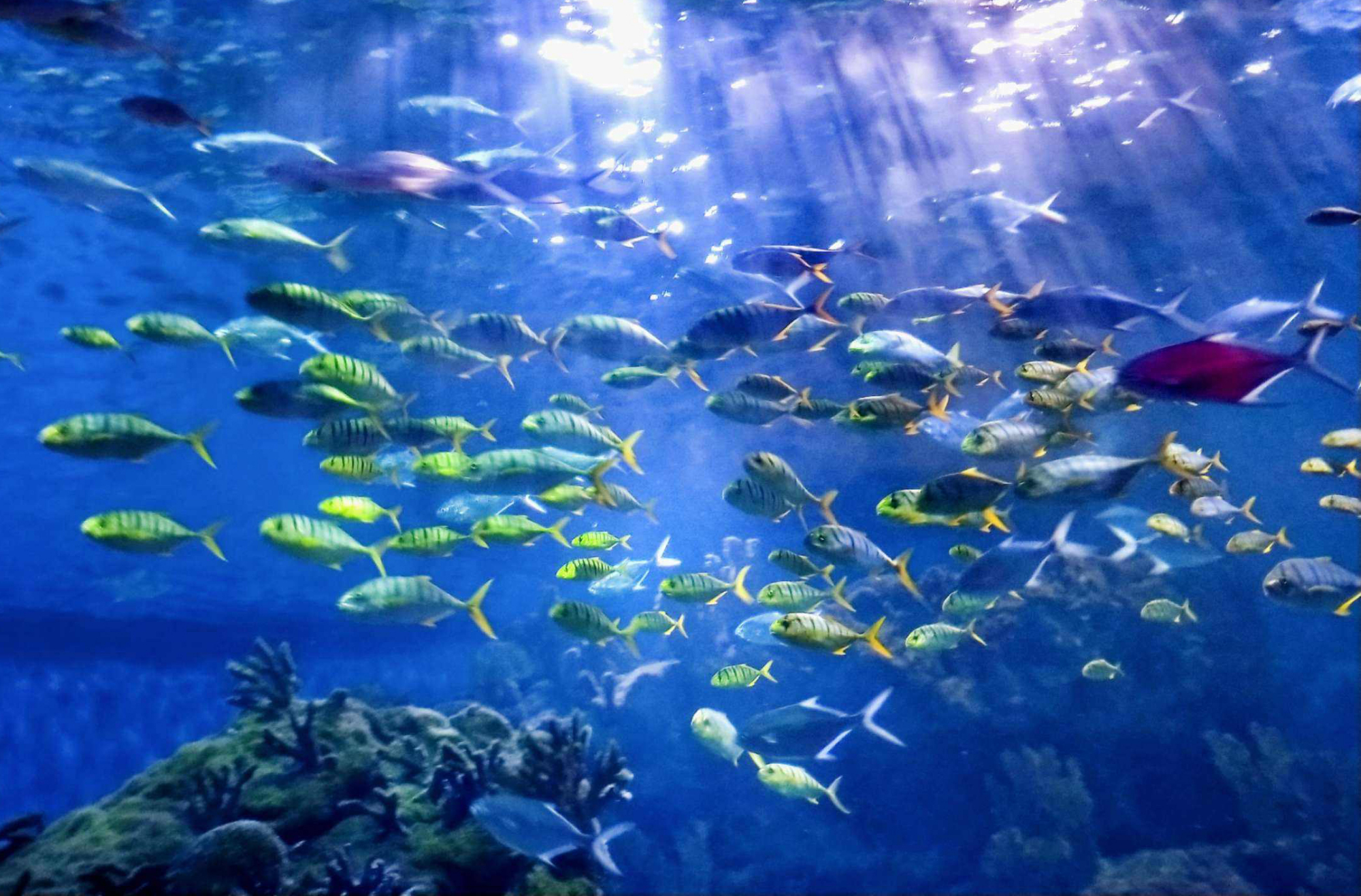 武汉海昌极地海洋公园智慧电子导览为你带来极致的视听体验