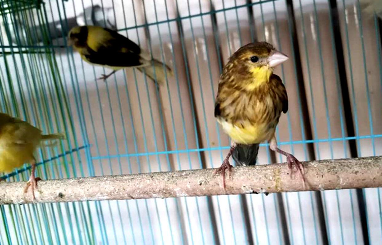芙蓉鸟繁殖温度需要多少?