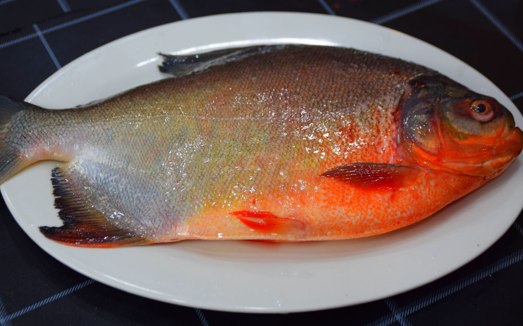 红鲳鱼为啥从老饕口中的珍馐,变为万人嫌的入侵物种?没人爱吃?